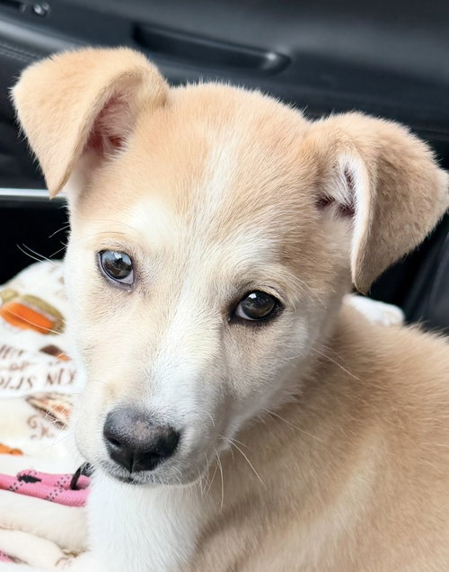 Marlee, an adoptable Husky in Omaha, NE
