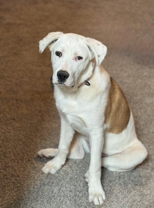 Millie, an adoptable Labrador Retriever in Omaha, NE