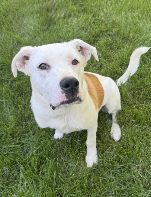 Millie, an adoptable Labrador Retriever in Omaha, NE