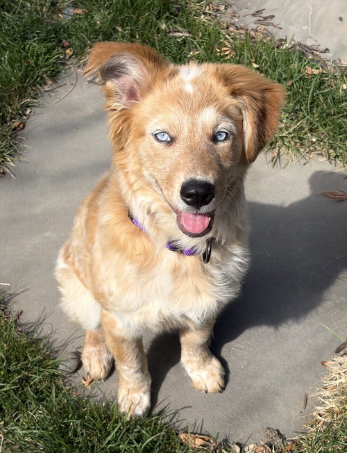 Annie, an adoptable Husky in Omaha, NE