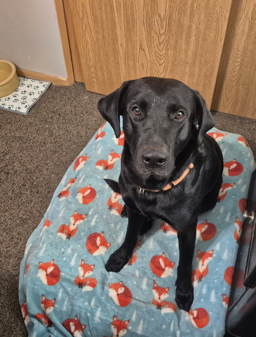 Cole, an adoptable Labrador Retriever in Omaha, NE