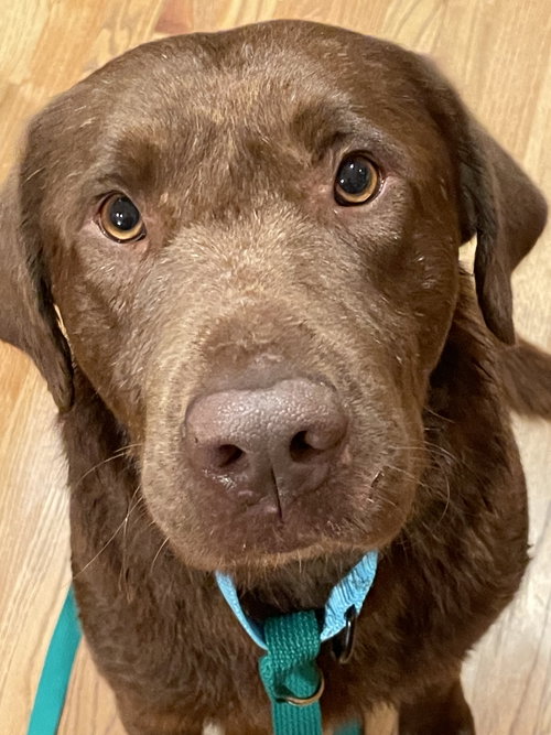 Lenny, an adoptable Labrador Retriever in Omaha, NE