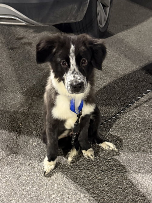 Ziggy, an adoptable Border Collie in Omaha, NE