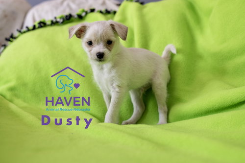 Dusty, an adoptable Maltese in Omaha, NE