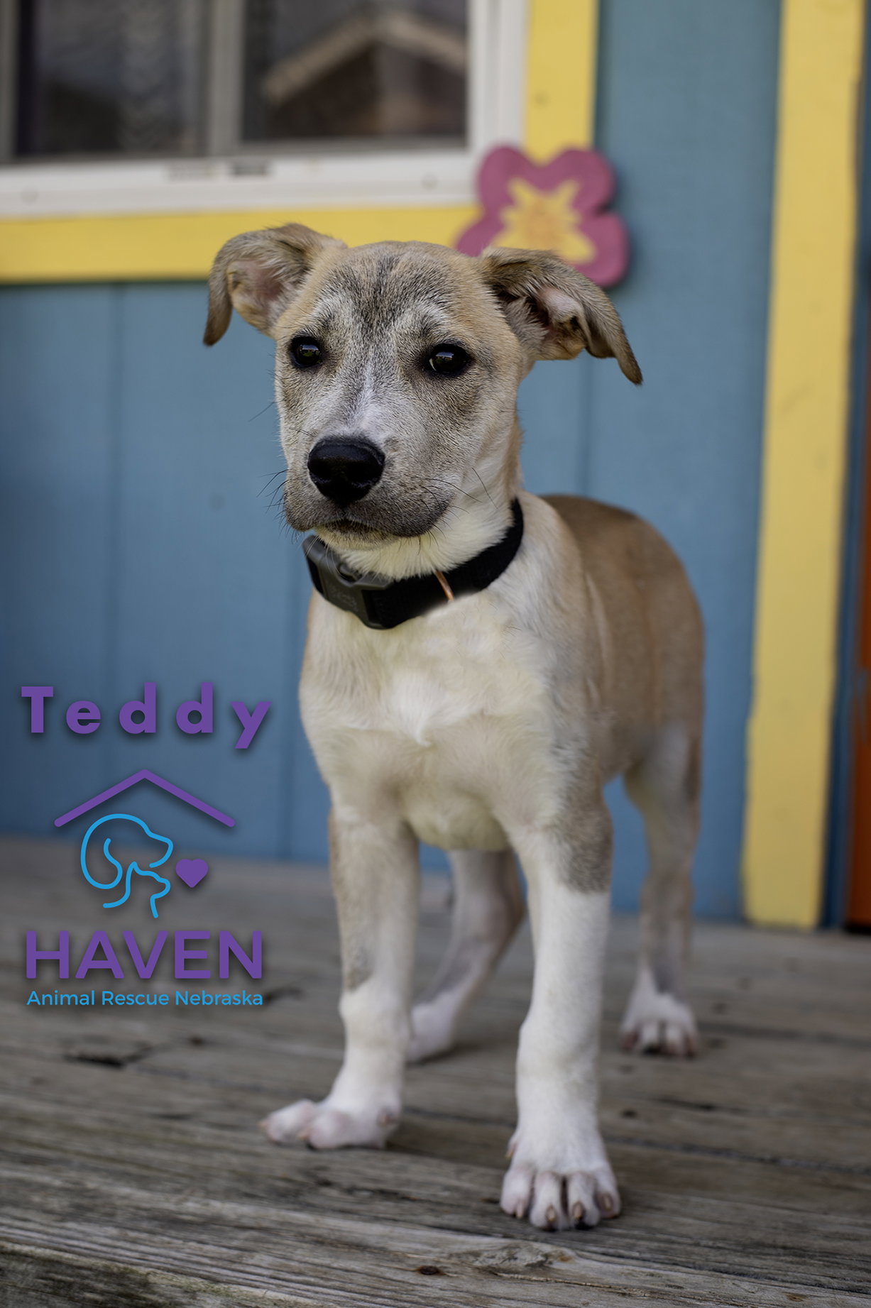 Teddy