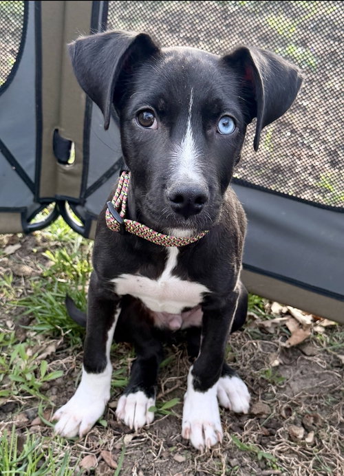 Remi, an adoptable Husky in Omaha, NE