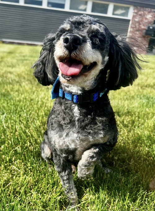 Boots, an adoptable Poodle in Omaha, NE