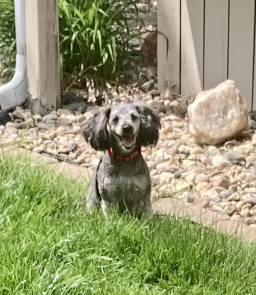 Buffy, an adoptable Poodle in Omaha, NE