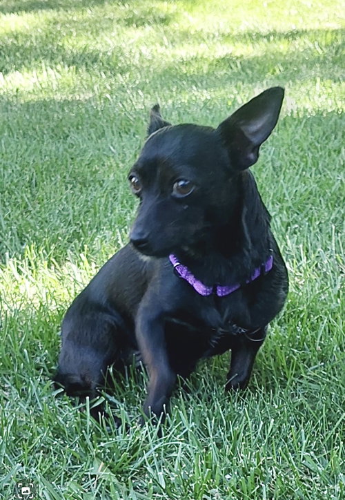 Tootie, an adoptable Chihuahua in Omaha, NE