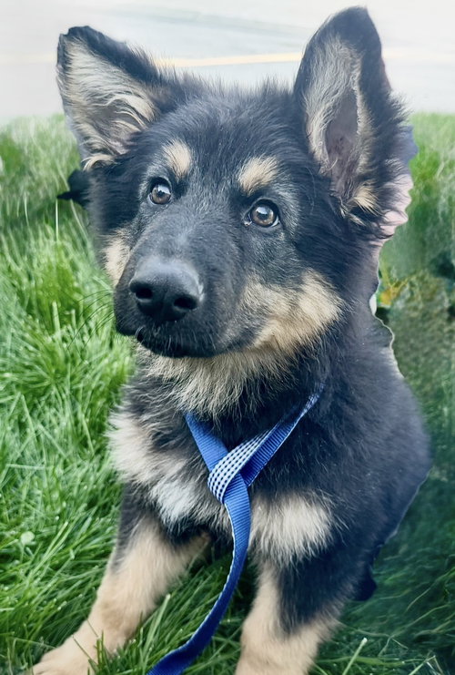 Apollo, an adoptable German Shepherd Dog in Omaha, NE