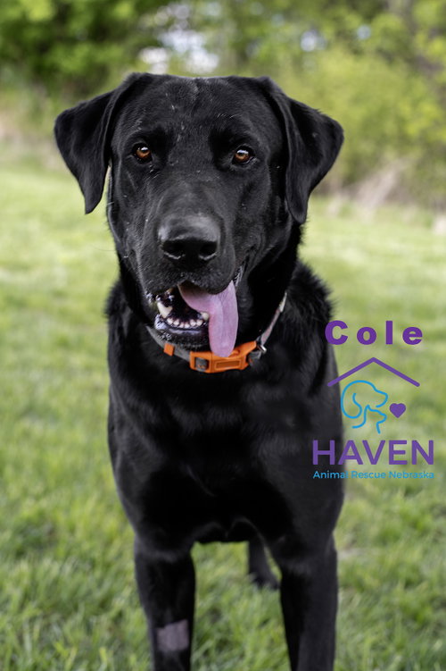 Cole, an adoptable Black Labrador Retriever in Omaha, NE