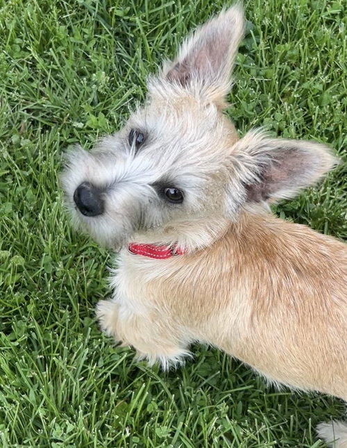 Rocky, an adoptable Terrier in Omaha, NE