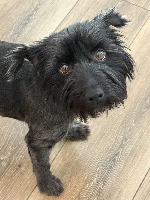 Cora, an adoptable Terrier in Omaha, NE