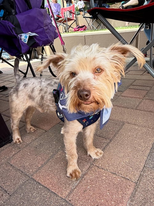 Tino, an adoptable Terrier in Omaha, NE