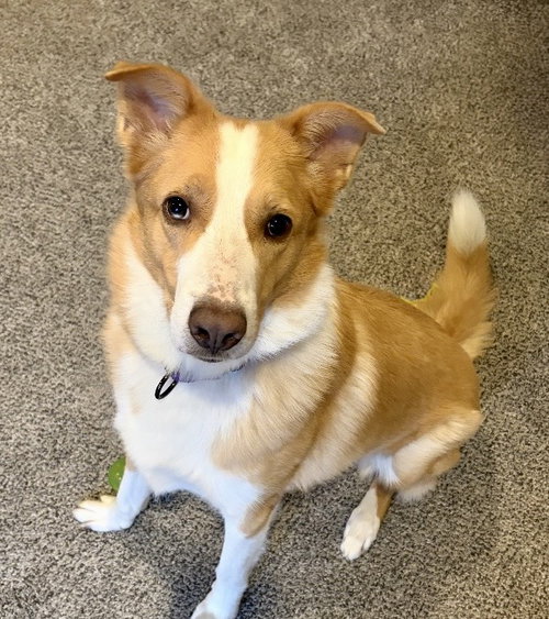 Dexter, an adoptable Australian Shepherd in Omaha, NE