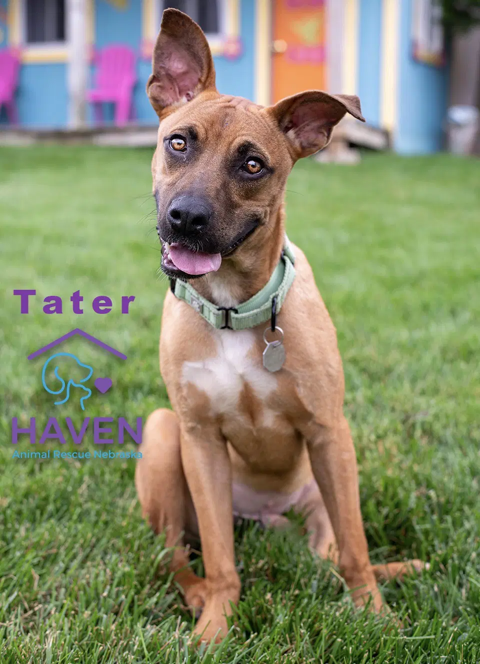 Tater - Boxer