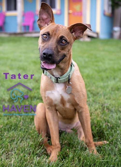 Tater