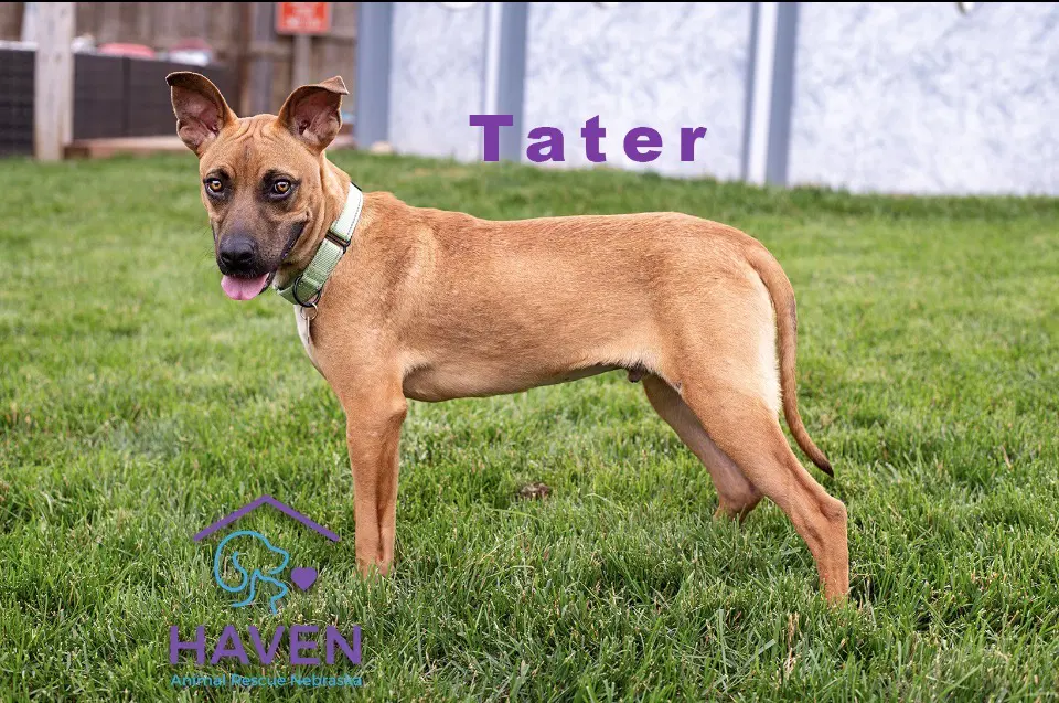 Tater image 4