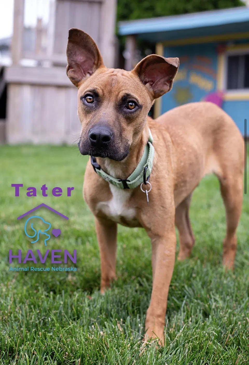 Tater image 4