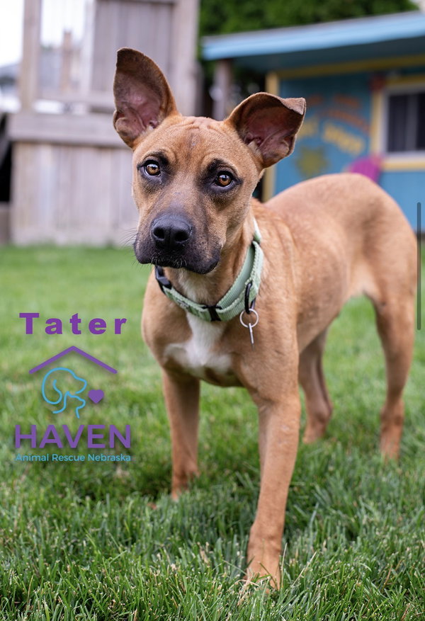 Tater