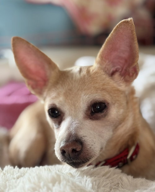 MAUI - Chihuahua available for adoption