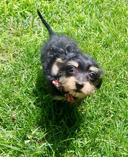 Rosco