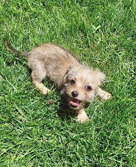 Daisy