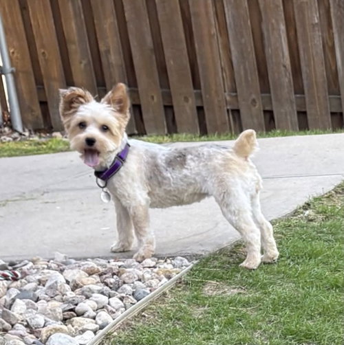 Poppy, an adoptable Yorkshire Terrier Yorkie in Omaha, NE