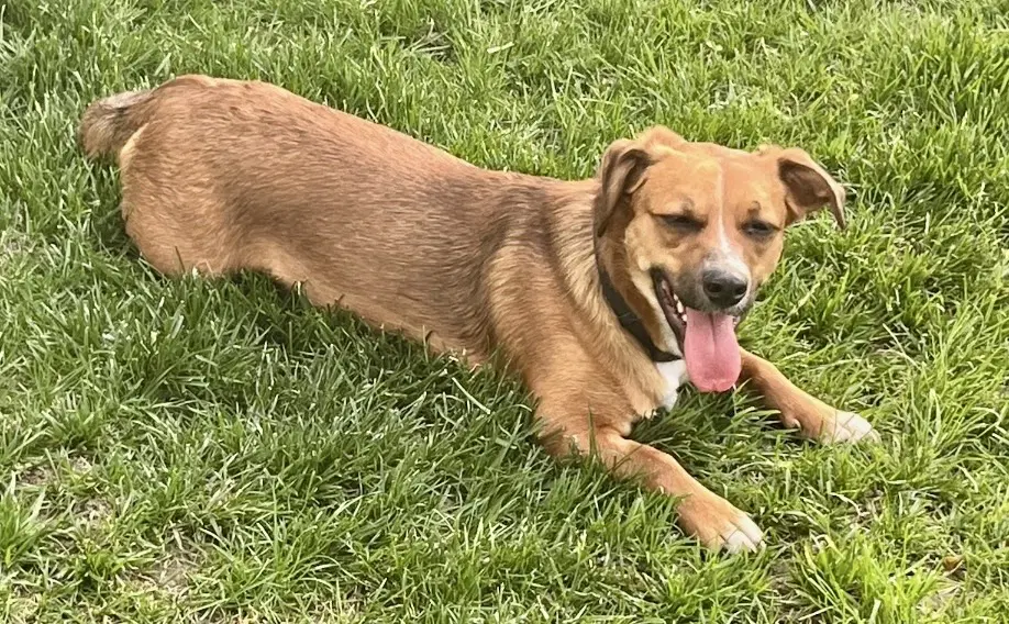 Walter - Dachshund