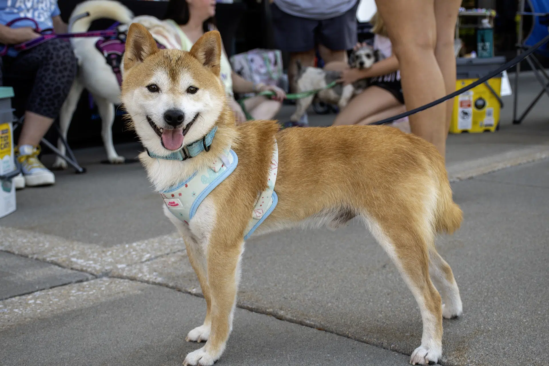 Kitsu - Shiba Inu