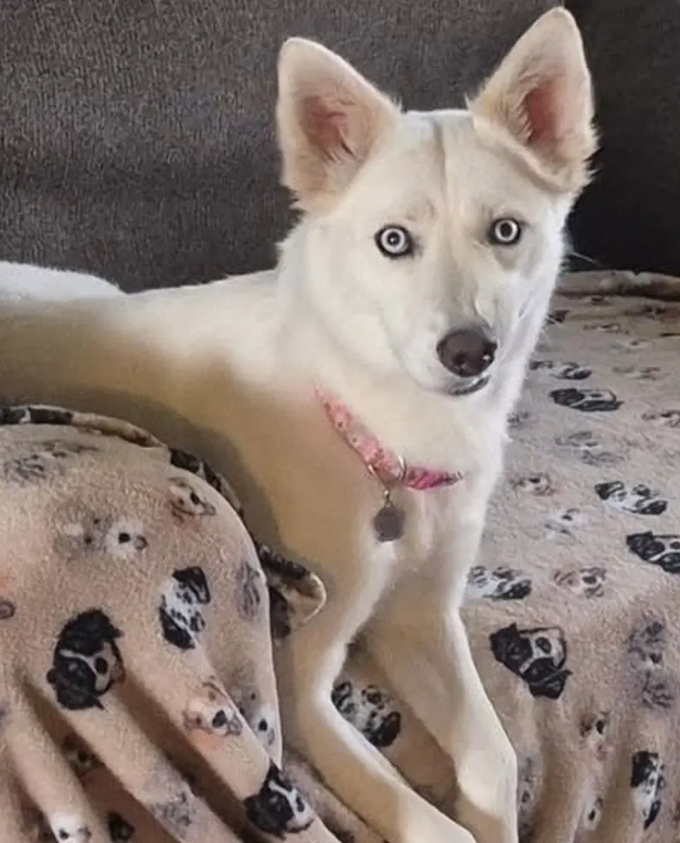 Charlotte - Siberian Husky