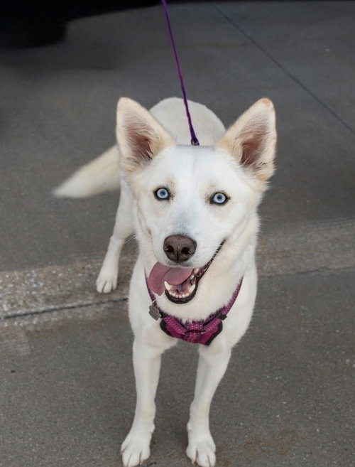 picture of the dog needing adoption