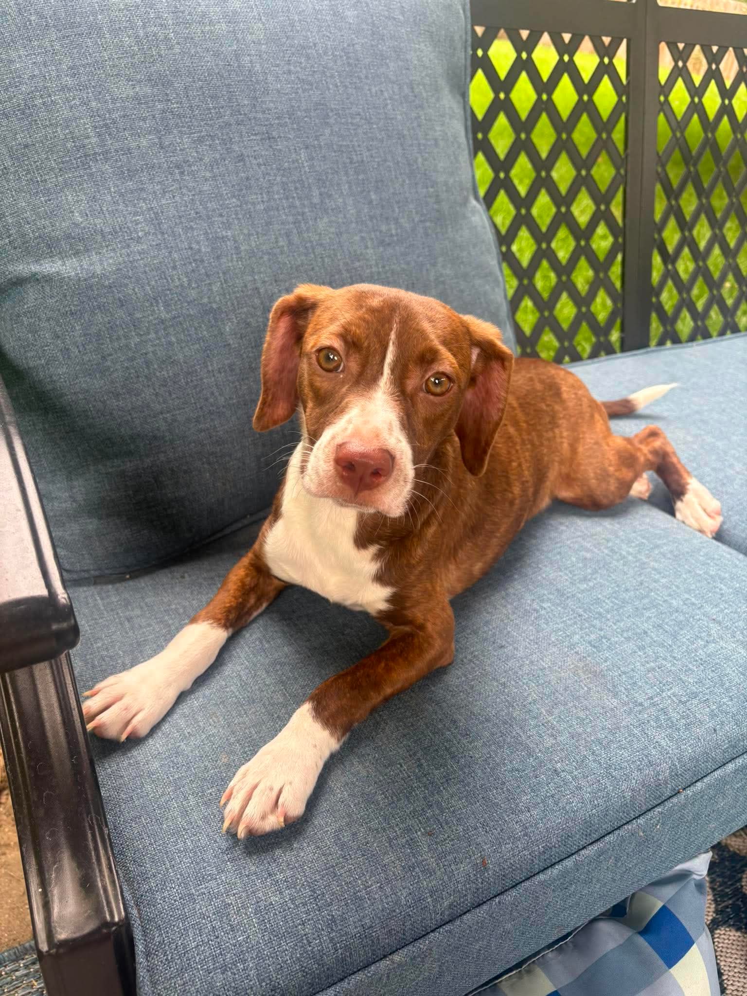 Matilda - Beagle