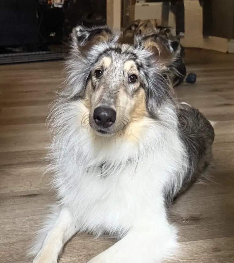 Daisy - Collie