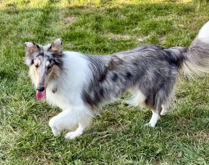 Daisy image 2