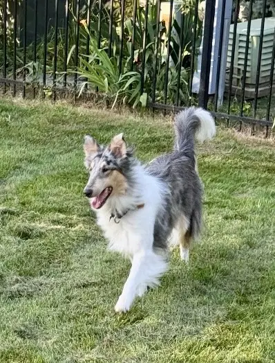 Daisy image 3