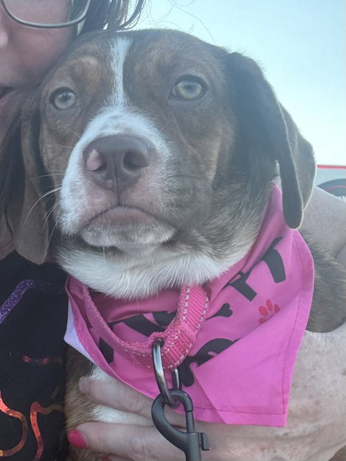 picture of the dog needing adoption