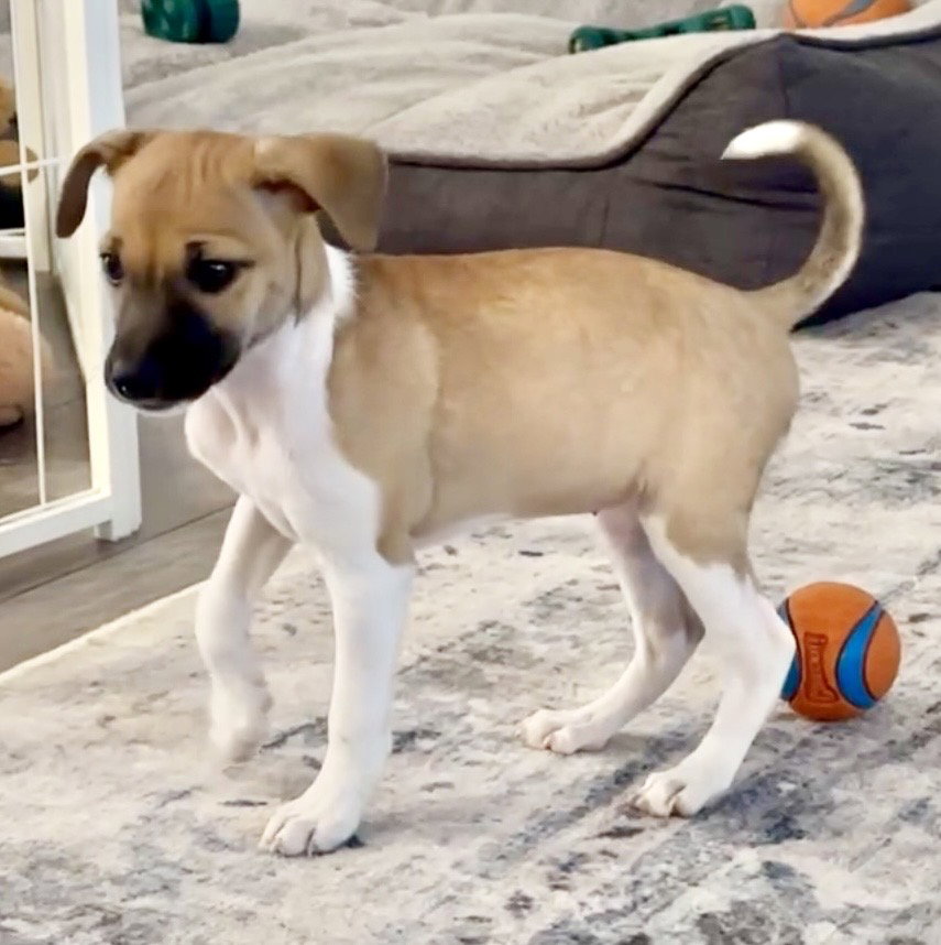 Chloe, Jack Russell Terrier