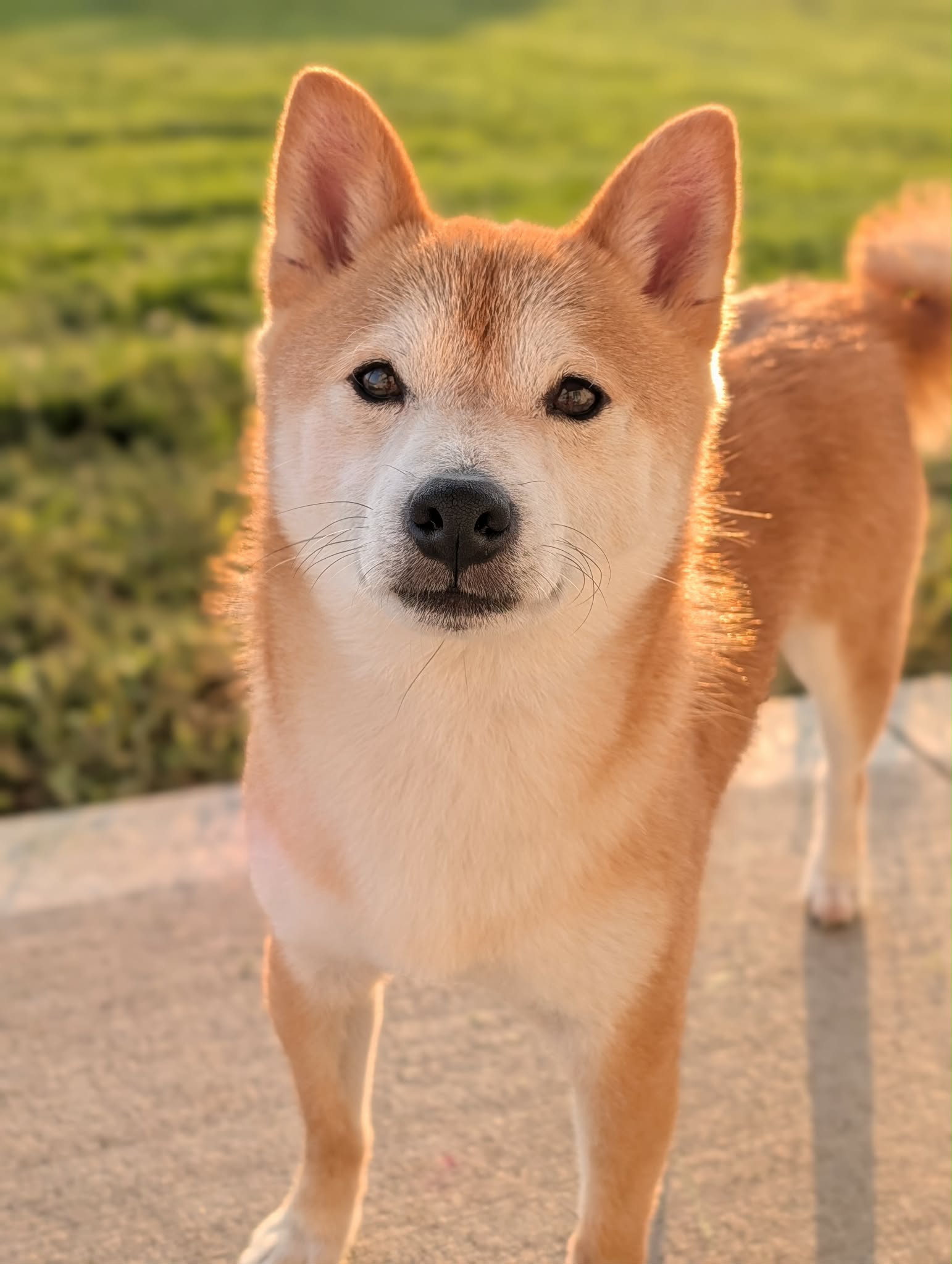 Kit, Shiba Inu