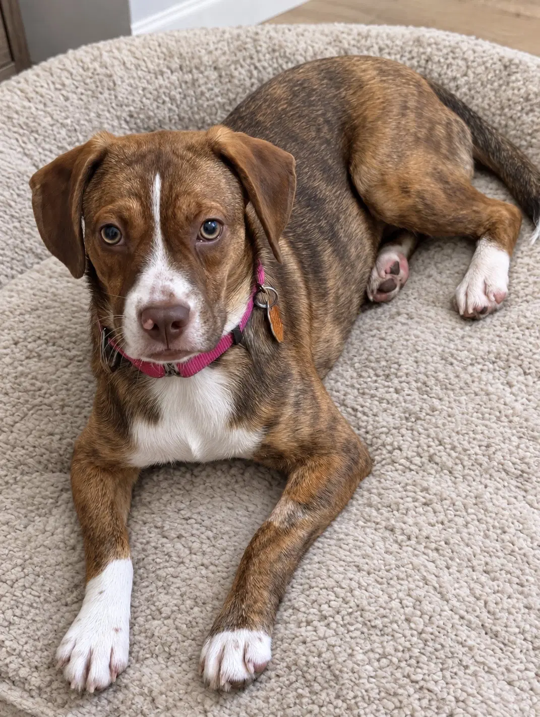 Joanie June Bug - Beagle