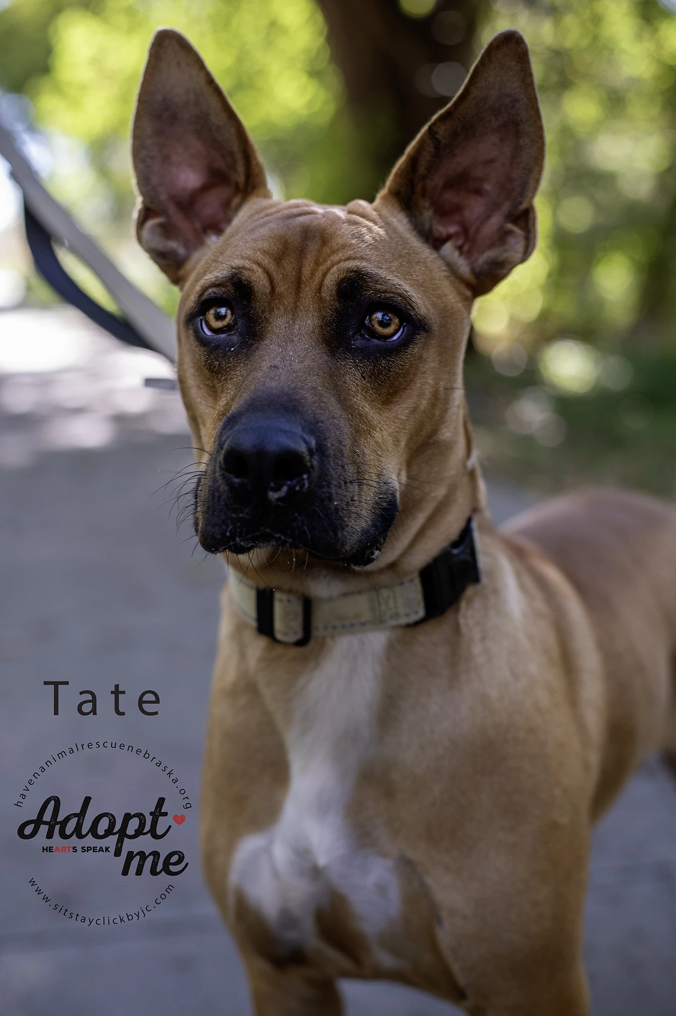 Tate