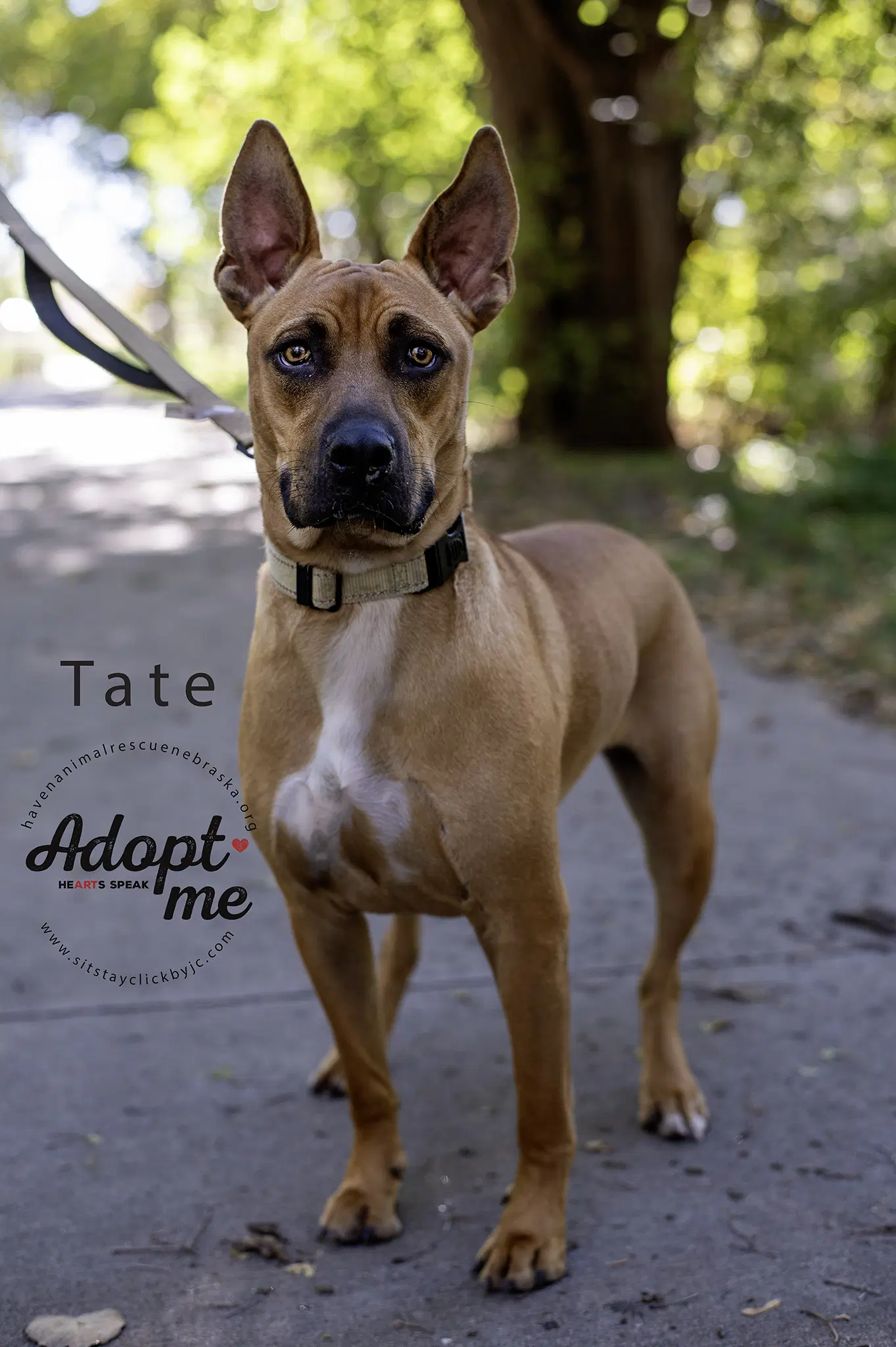 Tate image 2