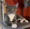 adoptable Cat in castro valley, CA named Churro