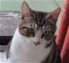 adoptable Cat in castro valley, CA named Hamilton (& Scarlett)