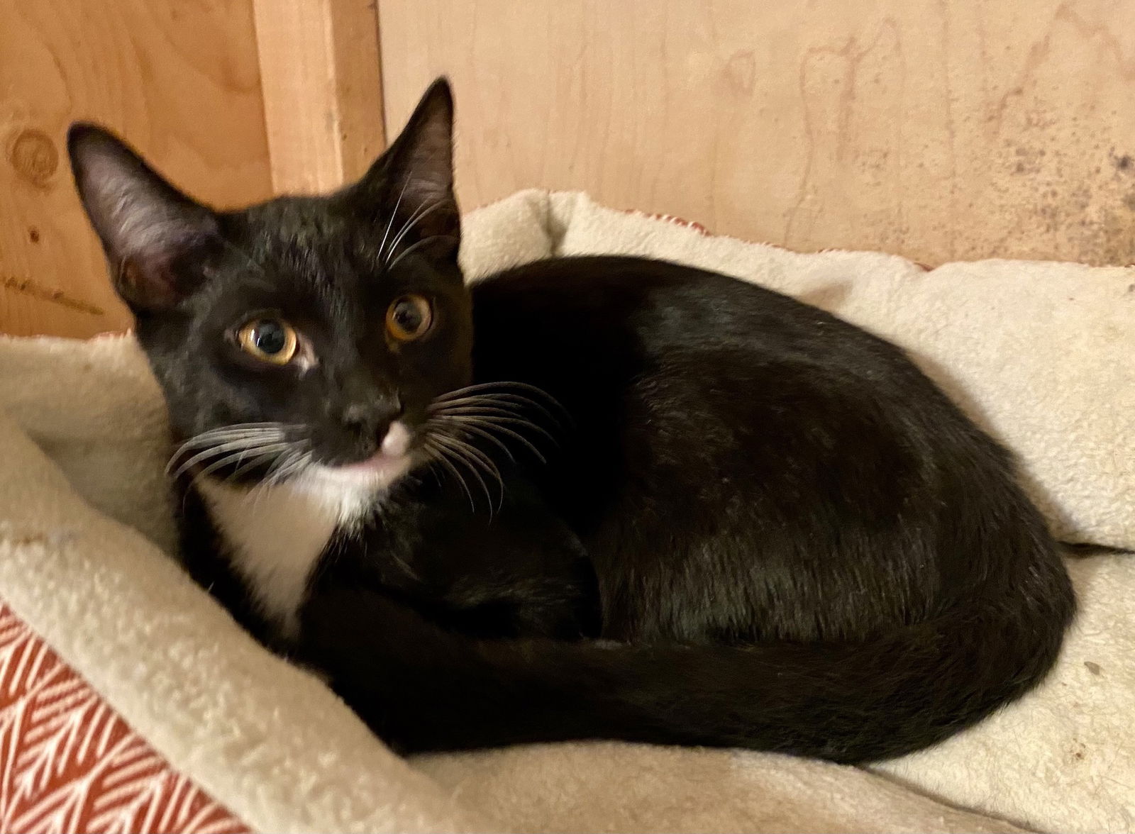 adoptable Cat in Castro Valley, CA named Jerry (& Tommie)