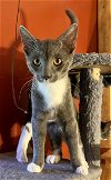 adoptable Cat in castro valley, CA named Lumiere