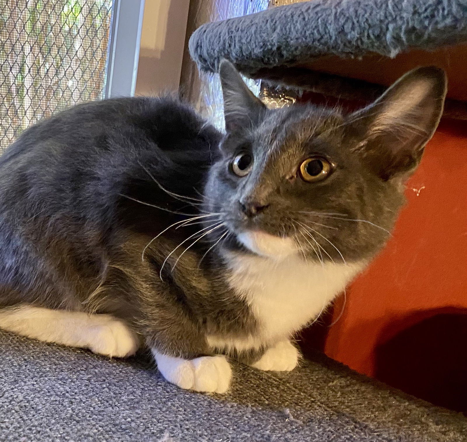 adoptable Cat in Castro Valley, CA named Puffs