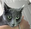 adoptable Cat in valley, AL named Scarlett (& Hamilton)