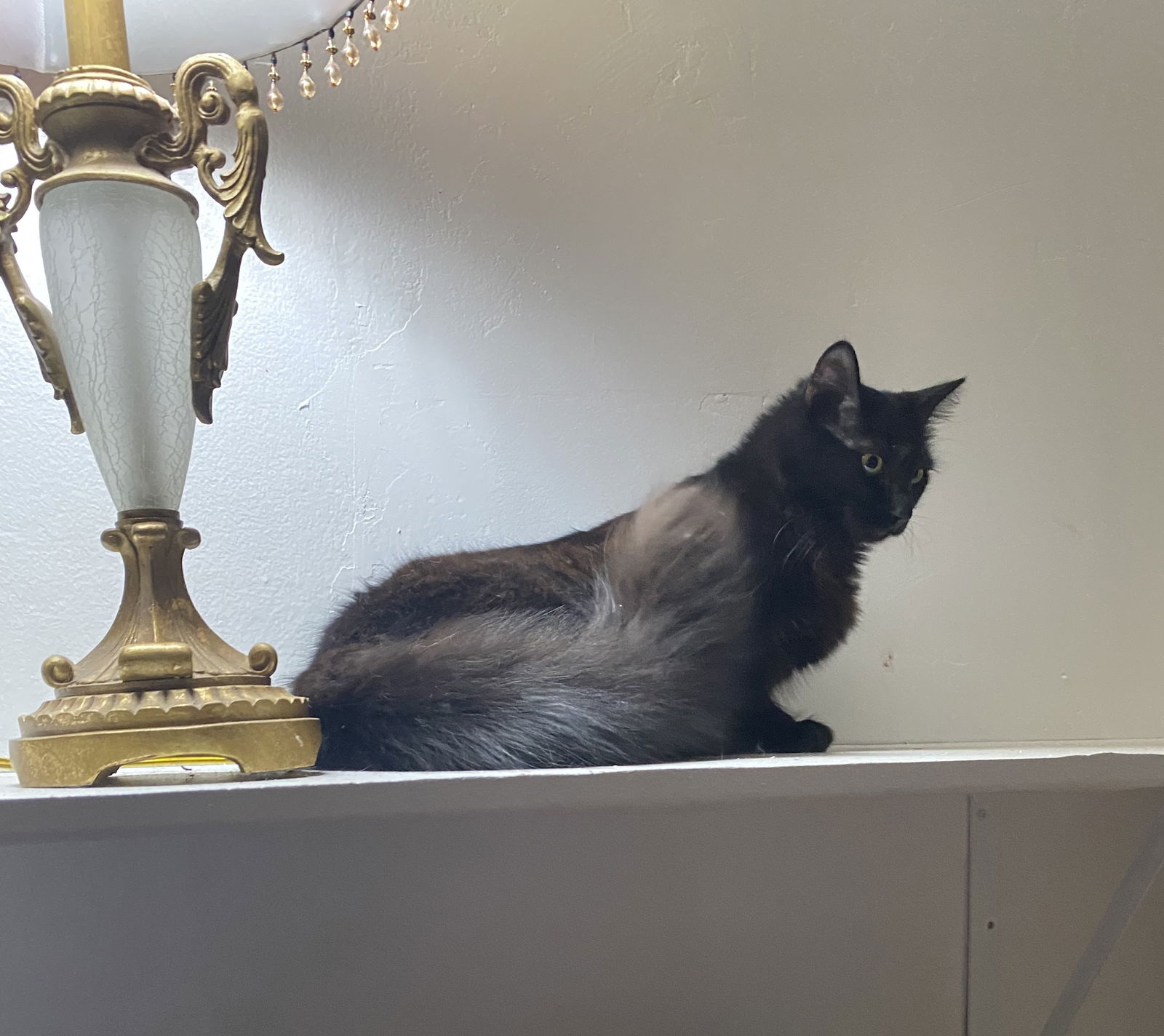 adoptable Cat in Castro Valley, CA named Noche (& Notte)