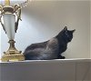 adoptable Cat in valley, AL named Noche (& Notte)